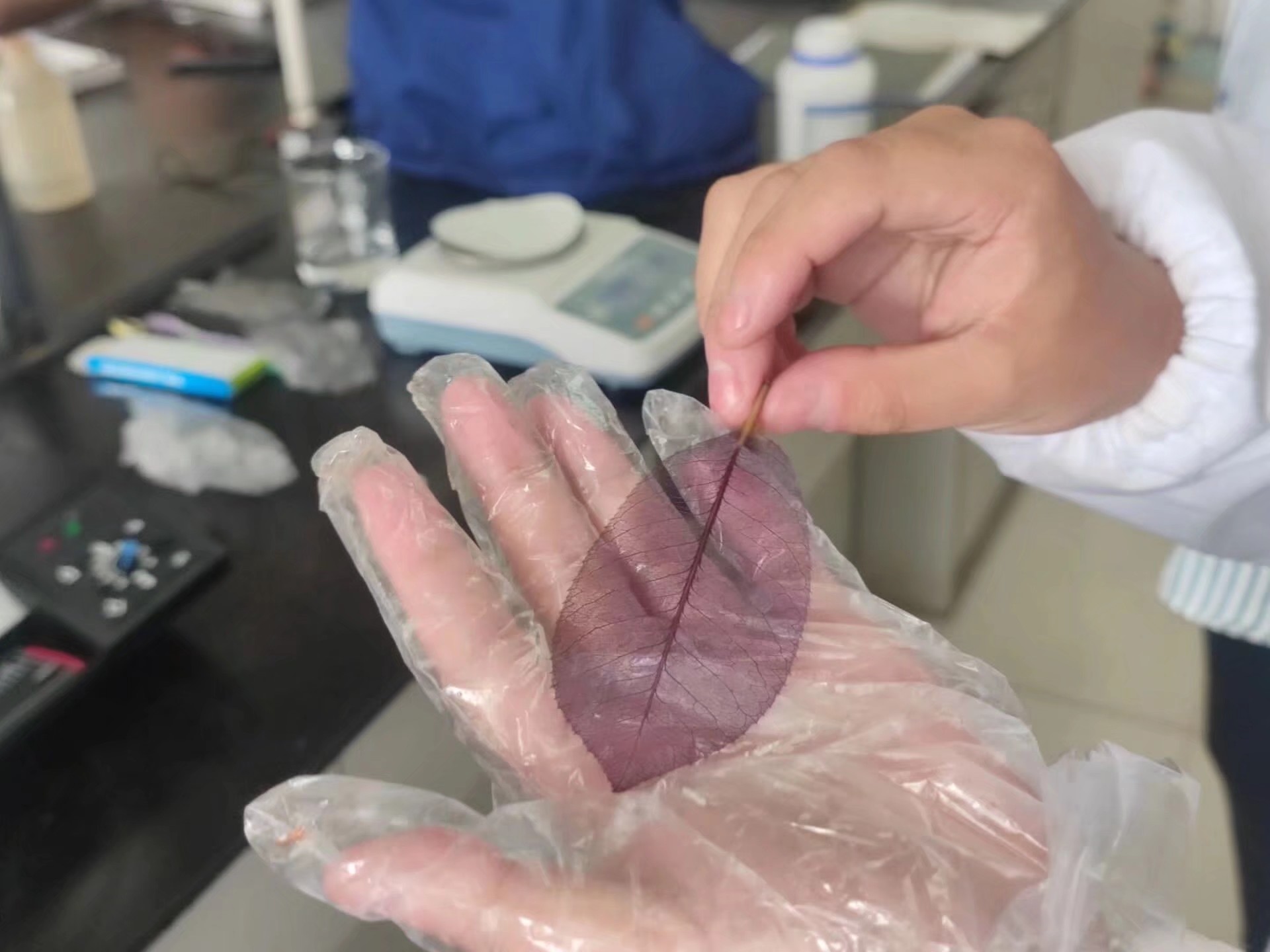 科学与艺术：叶脉书签